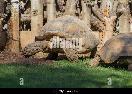 Afrikaner trieb Schildkröte oder Sulcata Tortoise(Geochelone sulcata) Stockfoto