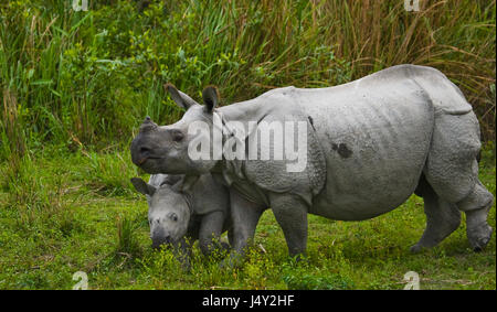 Die weibliche große ein-gehörnte Nashörner und ihr Kalb. Indien. Kaziranga Nationalpark. Stockfoto