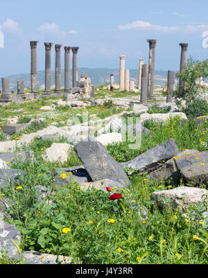 Umm Qais Tempel kannelierten Säulen und Stein Ruinen im Hintergrund gegen blauen Himmel mit gelben Blüten und eine einzelne rote Mohnblume im Vordergrund. Stockfoto