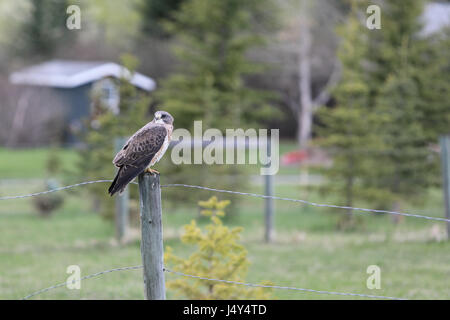 Der Red Hawk wartet geduldig auf einen Stacheldrahtzaun auf den richtigen Zeitpunkt, seine Beute zu schlagen thront. Stockfoto