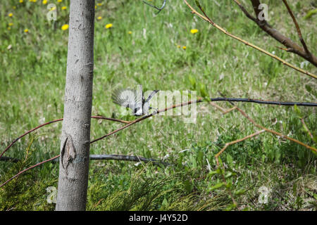 Diese glücklichen Sommer Chickadee springt und flattert aus Brach Zweig ein melodisches Lied singen. Stockfoto