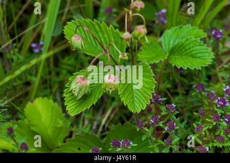 Wilde Erdbeeren mit grünen Blättern und unreifen Früchten, Blüte von wildem Thymian OrThymus Serpillorum, Plana, Mounrain, Bulgarien Stockfoto