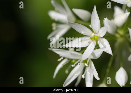 In der Nähe von weißen Blüten der Bärlauch Bärlauch/Allium ursinum genannt - hat eine essbare wild grün. Speisen auf der wilden und Nahrungssuche Konzept. Stockfoto