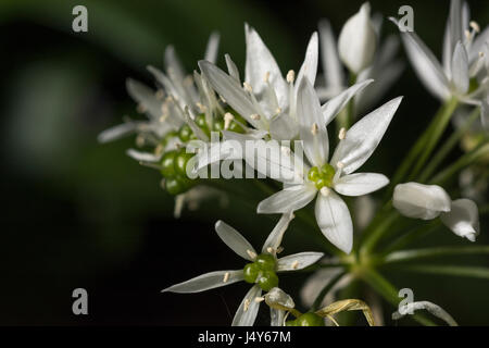 In der Nähe von weißen Blüten der Bärlauch Bärlauch/Allium ursinum genannt - hat eine essbare wild grün. Nahrungssuche und Speisen auf der wilden Konzept. Stockfoto