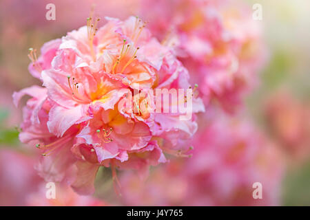 Nahaufnahme Bild von den schönen, Frühling Blüte, blass rosa Azalee Flowerhead, Bild vor einem weichen hellen Hintergrund aufgenommen. Stockfoto