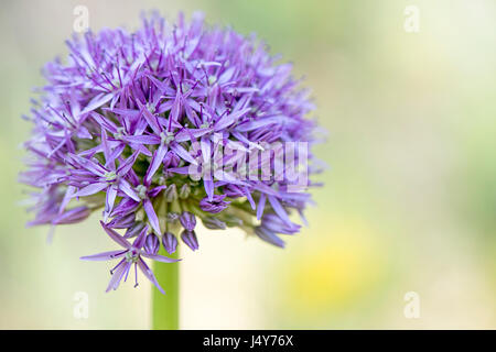 Nahaufnahme Bild von der schönen Sommer blühenden Allium Hollandicum Purple Sensation Flowerhead vor einem weichen hellen Hintergrund aufgenommen. Stockfoto