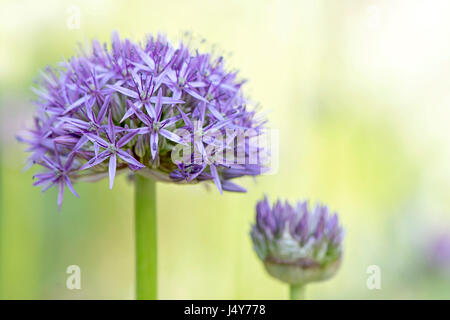 Nahaufnahme Bild von der schönen Sommer blühenden Allium Hollandicum Purple Sensation Flowerhead vor einem weichen hellen Hintergrund aufgenommen. Stockfoto