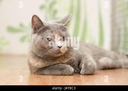 Helle Katze mit roten Flecken und kurze Haare auf dem Boden liegt Stockfoto