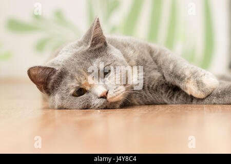 Helle Katze mit roten Flecken und kurze Haare auf dem Boden liegt Stockfoto