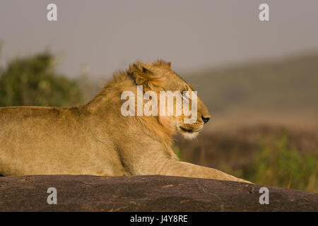 Lion sitzen auf Felsvorsprung ausruhen (Panthera leo), Masai Mara National Game Park finden, Kenia, Ostafrika Stockfoto