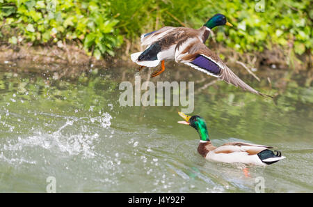 Drake Stockente (Anas Platyrhynchos) auf dem Wasser jagt eine andere Ente entfernt wie es fliegt davon, im Vereinigten Königreich. Stockfoto