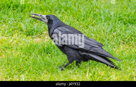 Seitenansicht eines Erwachsenen Saatkrähe (Corvus frugilegus) mit einem Pellet von Lebensmitteln im Schnabel, stehend auf Gras in West Sussex, England, UK. Stockfoto