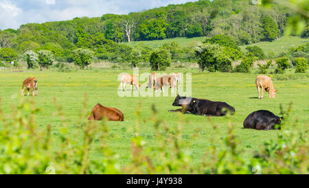 Kuhherde sitzen und Beweidung im späten Frühjahr in einem Feld in der britischen Landschaft in Arundel, West Sussex, England, UK. Stockfoto