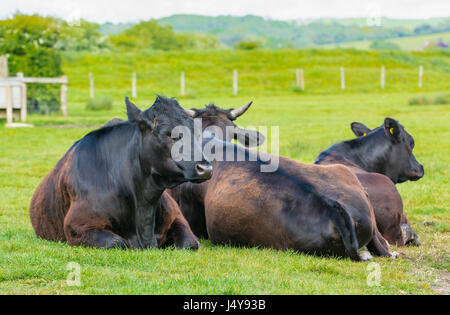 Kleine Herde von schwarzen Kühen entspannend in einem Feld. Stockfoto