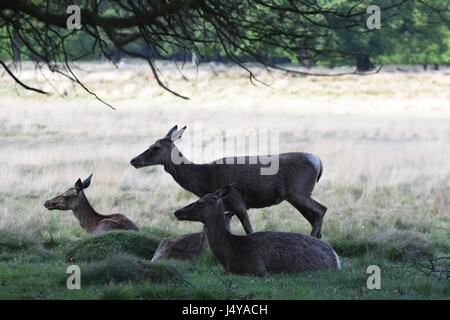Hirsch von Richmond Park Stockfoto