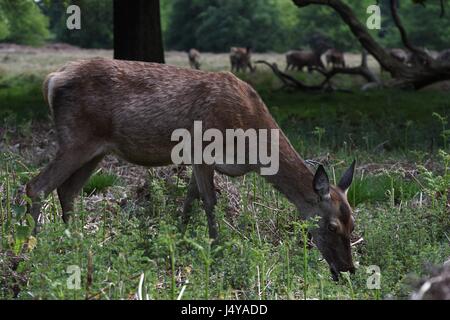 Hirsch von Richmond Park Stockfoto