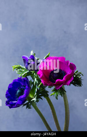 Frische bunte blau und rosa Anemonen Blüten auf grauem Stein Hintergrund Stockfoto