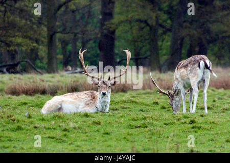 Damhirsch Stockfoto