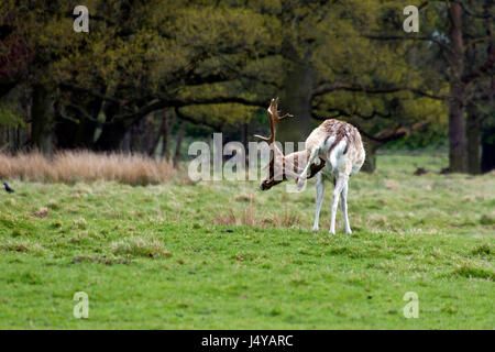 Damhirsch Stockfoto