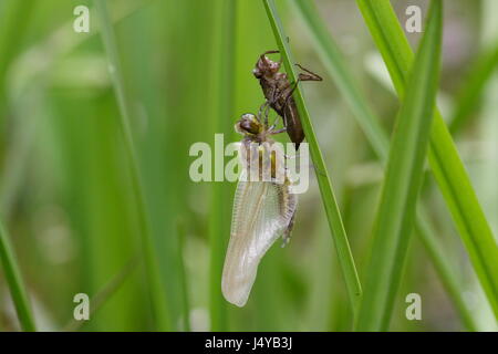 Neue vier-spotted Chaser Libelle Stockfoto