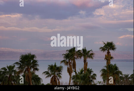 Palmen Sie im Vordergrund mit dem Toten Meer und Israel in den Hintergrund und bewölkten Himmel. Am Sonnenuntergang fotografiert. Stockfoto