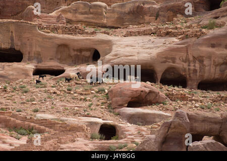 Sandstein Höhlenwohnungen in den Hang in Petra, Jordanien. Ziegen weiden auf nahe gelegenen Vegetation. Eine Treppe führt zu den Höhlen. Stockfoto