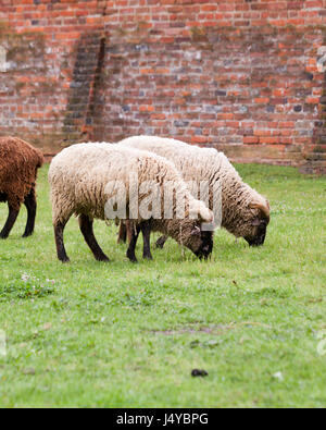 Herde von Schafen (Ovis Aries) Weiden auf Rasen - USA Stockfoto