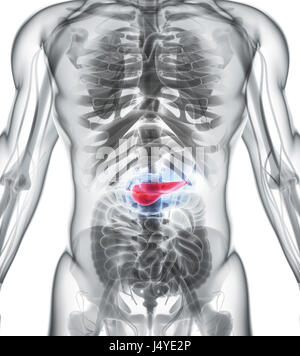 3D Abbildung des Pankreas - Teil des Verdauungssystems, medizinisches Konzept. Stockfoto