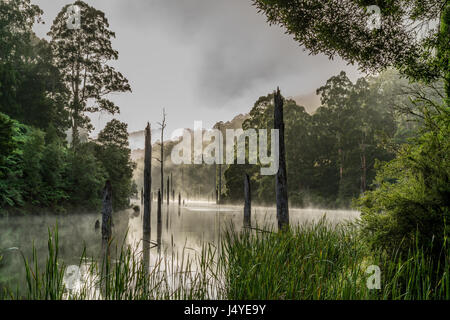 Die abgestorbenen Bäume am Lake Elizabeth, Great Otway National Park, Victoria, Australien, mit sanften Nebel. Stockfoto