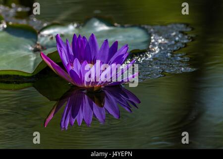 Rosa Seerose im See Stockfoto