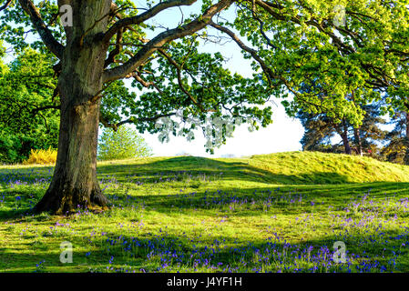 Auenlandschaft Stockfoto