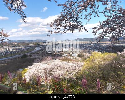 Kirschblüte im Funaoka Joshi Park in der Präfektur Miyagi, japan Stockfoto