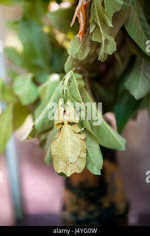 Phyllium Giganteum, Pulchifolium Blatt, Fehler wie Blatt Stockfoto