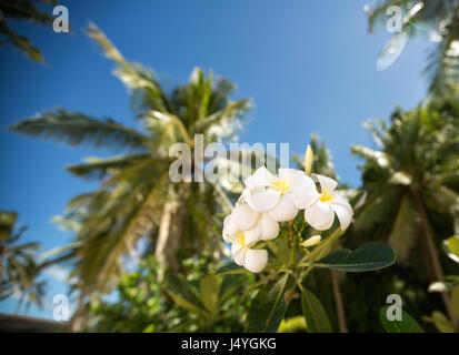 Weiße tropische Frangipani Blume umgeben Palmen Stockfoto