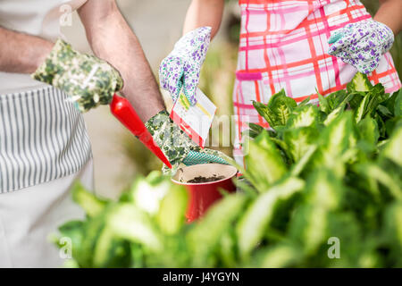 Zwei Arbeiter in einem Gewächshaus säen Blumen in einem roten Blumentopf. Stockfoto