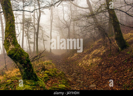 Der Weg der Götter geht in den Wald in der Nähe von Monte di Fò, in der Nähe eine Strecke von Basalt. Stockfoto