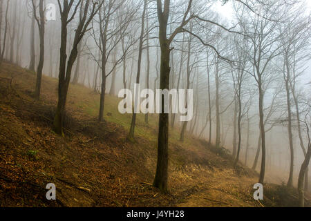 Der Weg der Götter geht in den Wald in der Nähe von Monte di Fò. Stockfoto