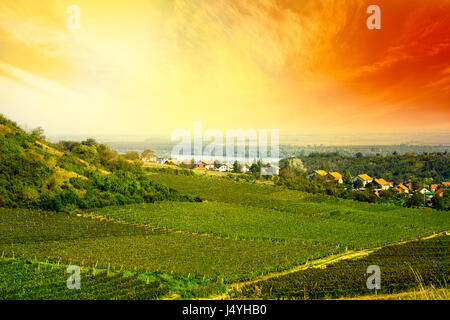 Blick zum Weinberg in Serbien Stockfoto