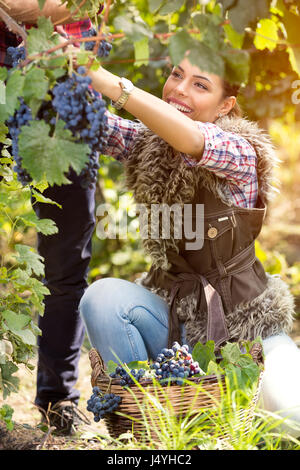 Glückliches Mädchen Kommissionierung Trauben, große Ernte genießen, Landwirtschaft und Weinbau Konzept. Stockfoto