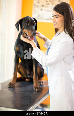 Schöne große fertig Hund auf Check-up beim Tierarzt ambulant Stockfoto