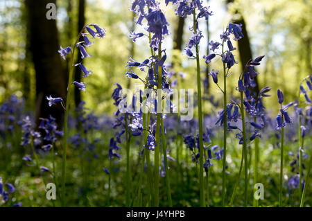 Glockenblumen in Aston Rowant Nature Reserve, Oxfordshire, England, UK Stockfoto