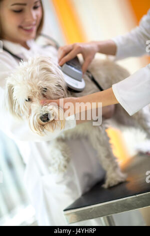 Identifizierung von Mikrochip-Implantat traurig verloren Malteser Hund von Tierärzten in Tierklinik Stockfoto