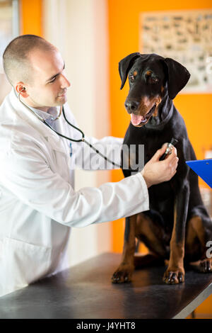 Prüfungder Kranken große fertig Hund in der beruflichen Bildung ambulant mit Stethoskop Stockfoto
