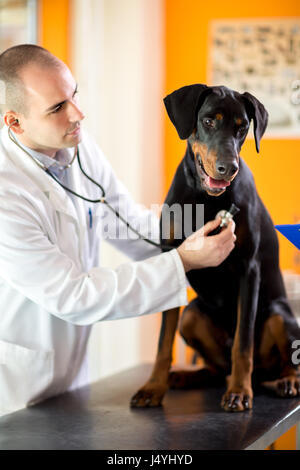 Tierarzt hören Atmung der Kranken große fertig Hund mit Stethoskop in Tierklinik Stockfoto
