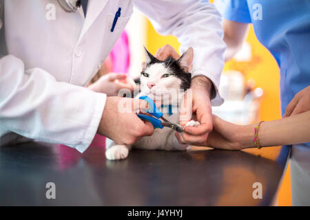 Tierarzt führt professionelle schneiden Krallen in Tierklinik Stockfoto