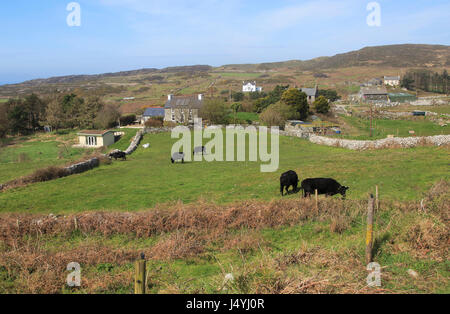 Rinder grasen auf Feldern und Bauernhöfen, Cape Clear Island, County Cork, Irland, Republik von Irland Stockfoto