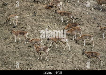 Ladakh Urial (Ovis Vignei Vignei) Herde Stockfoto