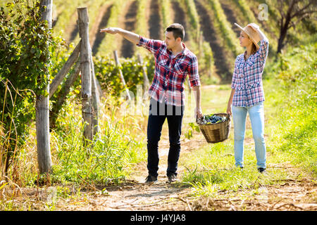 Zu zweit am Weinberg hält einen Weidenkorb mit Trauben untereinander Stockfoto