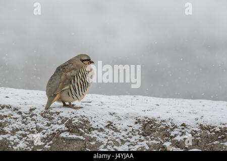 Das Chukar Rebhuhn (Alectoris Chukar) im Schnee Stockfoto