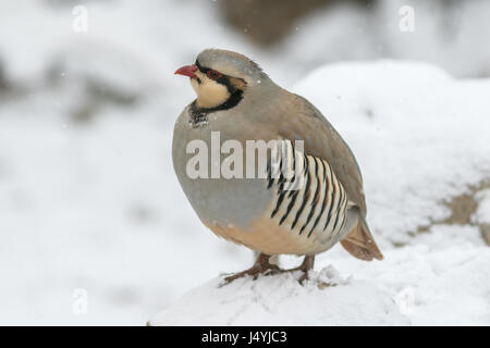 Das Chukar Rebhuhn (Alectoris Chukar) im Schnee Stockfoto